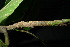  ( - XM_0862_J)  @11 [ ] CreativeCommons - Attribution Non-Commercial Share-Alike (2015) Cam Webb, Endro Setiawan & Hery Yanto Arnold Arboretum of Harvard University