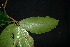  (Palaquium obtusifolium - XM_0864_J)  @11 [ ] CreativeCommons - Attribution Non-Commercial Share-Alike (2015) Cam Webb, Endro Setiawan & Hery Yanto Arnold Arboretum of Harvard University
