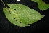 ( - XM_0865_J)  @11 [ ] CreativeCommons - Attribution Non-Commercial Share-Alike (2015) Cam Webb, Endro Setiawan & Hery Yanto Arnold Arboretum of Harvard University