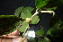  ( - XM_0865_J)  @11 [ ] CreativeCommons - Attribution Non-Commercial Share-Alike (2015) Cam Webb, Endro Setiawan & Hery Yanto Arnold Arboretum of Harvard University