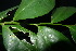  (Drypetes neglecta - XM_0888_J)  @11 [ ] CreativeCommons - Attribution Non-Commercial Share-Alike (2015) Cam Webb, Endro Setiawan & Hery Yanto Arnold Arboretum of Harvard University