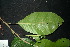  ( - XM_0893_J)  @11 [ ] CreativeCommons - Attribution Non-Commercial Share-Alike (2015) Cam Webb, Endro Setiawan & Hery Yanto Arnold Arboretum of Harvard University