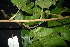  ( - XM_0893_J)  @11 [ ] CreativeCommons - Attribution Non-Commercial Share-Alike (2015) Cam Webb, Endro Setiawan & Hery Yanto Arnold Arboretum of Harvard University