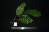  ( - XM_0893_J)  @11 [ ] CreativeCommons - Attribution Non-Commercial Share-Alike (2015) Cam Webb, Endro Setiawan & Hery Yanto Arnold Arboretum of Harvard University