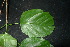  ( - XM_0894_J)  @11 [ ] CreativeCommons - Attribution Non-Commercial Share-Alike (2015) Cam Webb, Endro Setiawan & Hery Yanto Arnold Arboretum of Harvard University