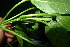  ( - XM_0894_J)  @11 [ ] CreativeCommons - Attribution Non-Commercial Share-Alike (2015) Cam Webb, Endro Setiawan & Hery Yanto Arnold Arboretum of Harvard University