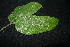  (Ficus riedelii - XM_0913_J)  @11 [ ] CreativeCommons - Attribution Non-Commercial Share-Alike (2015) Cam Webb, Endro Setiawan & Hery Yanto Arnold Arboretum of Harvard University