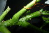  (Zanthoxylum celebicum - XM_0914_J)  @11 [ ] CreativeCommons - Attribution Non-Commercial Share-Alike (2015) Cam Webb, Endro Setiawan & Hery Yanto Arnold Arboretum of Harvard University