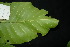  ( - XM_0928_J)  @11 [ ] CreativeCommons - Attribution Non-Commercial Share-Alike (2015) Cam Webb, Endro Setiawan & Hery Yanto Arnold Arboretum of Harvard University