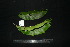  ( - XM_0928_J)  @11 [ ] CreativeCommons - Attribution Non-Commercial Share-Alike (2015) Cam Webb, Endro Setiawan & Hery Yanto Arnold Arboretum of Harvard University