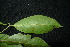 ( - XM_0930_J)  @11 [ ] CreativeCommons - Attribution Non-Commercial Share-Alike (2015) Cam Webb, Endro Setiawan & Hery Yanto Arnold Arboretum of Harvard University