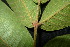  ( - XM_0932_J)  @11 [ ] CreativeCommons - Attribution Non-Commercial Share-Alike (2015) Cam Webb, Endro Setiawan & Hery Yanto Arnold Arboretum of Harvard University