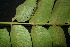  ( - XM_0932_J)  @11 [ ] CreativeCommons - Attribution Non-Commercial Share-Alike (2015) Cam Webb, Endro Setiawan & Hery Yanto Arnold Arboretum of Harvard University