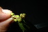  ( - XM_0942_H)  @11 [ ] CreativeCommons - Attribution Non-Commercial Share-Alike (2015) Cam Webb, Endro Setiawan & Hery Yanto Arnold Arboretum of Harvard University