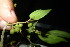  ( - XM_0942_H)  @11 [ ] CreativeCommons - Attribution Non-Commercial Share-Alike (2015) Cam Webb, Endro Setiawan & Hery Yanto Arnold Arboretum of Harvard University