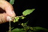  ( - XM_0942_H)  @11 [ ] CreativeCommons - Attribution Non-Commercial Share-Alike (2015) Cam Webb, Endro Setiawan & Hery Yanto Arnold Arboretum of Harvard University
