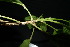  ( - XM_0945_H)  @11 [ ] CreativeCommons - Attribution Non-Commercial Share-Alike (2015) Cam Webb, Endro Setiawan & Hery Yanto Arnold Arboretum of Harvard University