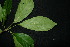  (Baccaurea - XM_0945_H)  @11 [ ] CreativeCommons - Attribution Non-Commercial Share-Alike (2015) Cam Webb, Endro Setiawan & Hery Yanto Arnold Arboretum of Harvard University