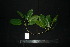  (Ficus virens - XM_0951_H)  @11 [ ] CreativeCommons - Attribution Non-Commercial Share-Alike (2015) Cam Webb, Endro Setiawan & Hery Yanto Arnold Arboretum of Harvard University