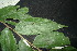  ( - XM_0952_H)  @11 [ ] CreativeCommons - Attribution Non-Commercial Share-Alike (2015) Cam Webb, Endro Setiawan & Hery Yanto Arnold Arboretum of Harvard University
