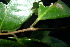  (Diospyros korthalsiana - XM_0960_H)  @11 [ ] CreativeCommons - Attribution Non-Commercial Share-Alike (2015) Cam Webb, Endro Setiawan & Hery Yanto Arnold Arboretum of Harvard University