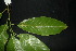  ( - XM_0975_H)  @11 [ ] CreativeCommons - Attribution Non-Commercial Share-Alike (2015) Cam Webb, Endro Setiawan & Hery Yanto Arnold Arboretum of Harvard University