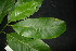  ( - XM_0975_H)  @11 [ ] CreativeCommons - Attribution Non-Commercial Share-Alike (2015) Cam Webb, Endro Setiawan & Hery Yanto Arnold Arboretum of Harvard University