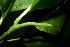  ( - XM_0975_H)  @11 [ ] CreativeCommons - Attribution Non-Commercial Share-Alike (2015) Cam Webb, Endro Setiawan & Hery Yanto Arnold Arboretum of Harvard University