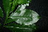  (Carallia brachiata - XM_0976_H)  @11 [ ] CreativeCommons - Attribution Non-Commercial Share-Alike (2015) Cam Webb, Endro Setiawan & Hery Yanto Arnold Arboretum of Harvard University