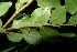  (Diospyros buxifolia - XM_0977_H)  @11 [ ] CreativeCommons - Attribution Non-Commercial Share-Alike (2015) Cam Webb, Endro Setiawan & Hery Yanto Arnold Arboretum of Harvard University