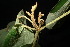  (Mallotus mollissimus - XM_0978_H)  @11 [ ] CreativeCommons - Attribution Non-Commercial Share-Alike (2015) Cam Webb, Endro Setiawan & Hery Yanto Arnold Arboretum of Harvard University