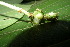  (Macaranga hispida - XM_0980_H)  @11 [ ] CreativeCommons - Attribution Non-Commercial Share-Alike (2015) Cam Webb, Endro Setiawan & Hery Yanto Arnold Arboretum of Harvard University