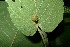  ( - XM_0980_H)  @11 [ ] CreativeCommons - Attribution Non-Commercial Share-Alike (2015) Cam Webb, Endro Setiawan & Hery Yanto Arnold Arboretum of Harvard University