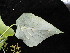  ( - YR_0017_K)  @11 [ ] CreativeCommons - Attribution Non-Commercial Share-Alike (2015) Cam Webb, Endro Setiawan & Hery Yanto Arnold Arboretum of Harvard University