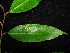  ( - YR_0018_K)  @11 [ ] CreativeCommons - Attribution Non-Commercial Share-Alike (2015) Cam Webb, Endro Setiawan & Hery Yanto Arnold Arboretum of Harvard University