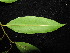  ( - YR_0018_K)  @11 [ ] CreativeCommons - Attribution Non-Commercial Share-Alike (2015) Cam Webb, Endro Setiawan & Hery Yanto Arnold Arboretum of Harvard University