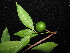  ( - YR_0018_K)  @11 [ ] CreativeCommons - Attribution Non-Commercial Share-Alike (2015) Cam Webb, Endro Setiawan & Hery Yanto Arnold Arboretum of Harvard University