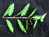  (Sapium indicum - YR_0018_K)  @11 [ ] CreativeCommons - Attribution Non-Commercial Share-Alike (2015) Cam Webb, Endro Setiawan & Hery Yanto Arnold Arboretum of Harvard University