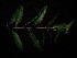  ( - YR_0018_K)  @11 [ ] CreativeCommons - Attribution Non-Commercial Share-Alike (2015) Cam Webb, Endro Setiawan & Hery Yanto Arnold Arboretum of Harvard University