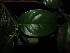  (Glochidion novoguineense - YR_0019_K)  @11 [ ] CreativeCommons - Attribution Non-Commercial Share-Alike (2015) Cam Webb, Endro Setiawan & Hery Yanto Arnold Arboretum of Harvard University