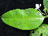  (Kopsia flavida - YR_0021_K)  @11 [ ] CreativeCommons - Attribution Non-Commercial Share-Alike (2015) Cam Webb, Endro Setiawan & Hery Yanto Arnold Arboretum of Harvard University