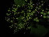  ( - YR_0029_K)  @11 [ ] CreativeCommons - Attribution Non-Commercial Share-Alike (2015) Cam Webb, Endro Setiawan & Hery Yanto Arnold Arboretum of Harvard University