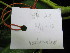  ( - YR_0029_K)  @11 [ ] CreativeCommons - Attribution Non-Commercial Share-Alike (2015) Cam Webb, Endro Setiawan & Hery Yanto Arnold Arboretum of Harvard University