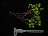  ( - YR_0032_K)  @11 [ ] CreativeCommons - Attribution Non-Commercial Share-Alike (2015) Cam Webb, Endro Setiawan & Hery Yanto Arnold Arboretum of Harvard University