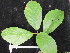  ( - YR_0032_K)  @11 [ ] CreativeCommons - Attribution Non-Commercial Share-Alike (2015) Cam Webb, Endro Setiawan & Hery Yanto Arnold Arboretum of Harvard University