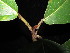  ( - YR_0032_K)  @11 [ ] CreativeCommons - Attribution Non-Commercial Share-Alike (2015) Cam Webb, Endro Setiawan & Hery Yanto Arnold Arboretum of Harvard University