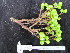  ( - YR_0032_K)  @11 [ ] CreativeCommons - Attribution Non-Commercial Share-Alike (2015) Cam Webb, Endro Setiawan & Hery Yanto Arnold Arboretum of Harvard University