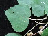  ( - YR_0035_K)  @11 [ ] CreativeCommons - Attribution Non-Commercial Share-Alike (2015) Cam Webb, Endro Setiawan & Hery Yanto Arnold Arboretum of Harvard University