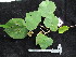  ( - YR_0035_K)  @11 [ ] CreativeCommons - Attribution Non-Commercial Share-Alike (2015) Cam Webb, Endro Setiawan & Hery Yanto Arnold Arboretum of Harvard University