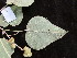  ( - YR_0035_K)  @11 [ ] CreativeCommons - Attribution Non-Commercial Share-Alike (2015) Cam Webb, Endro Setiawan & Hery Yanto Arnold Arboretum of Harvard University